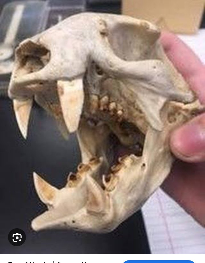 It's All fun and games until someone gets a bite   of piercing canines with  a bite force strong as for 4 people right into the forearm