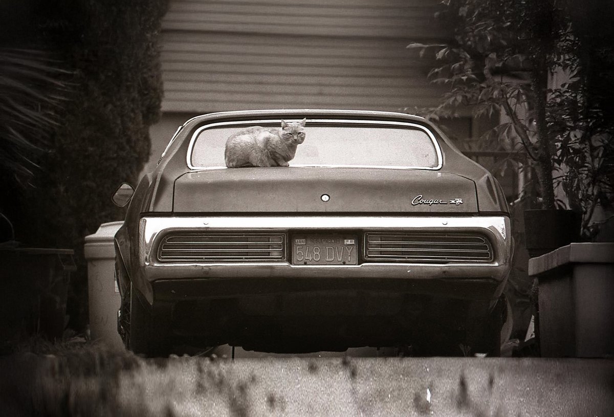 L.A. Cougar. 

Hollywood 1993.