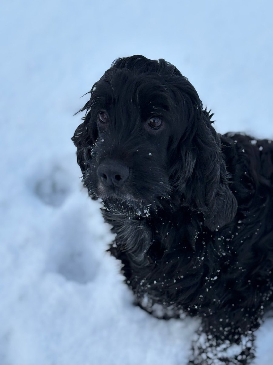 Fun in the snow today with Mollie