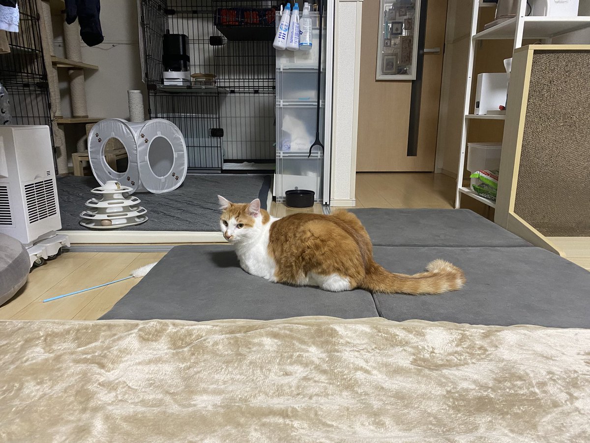 きなぽっ毳ョスᐠ( ᐛ )ᐟよしこ (@kinako_nyaon) on X