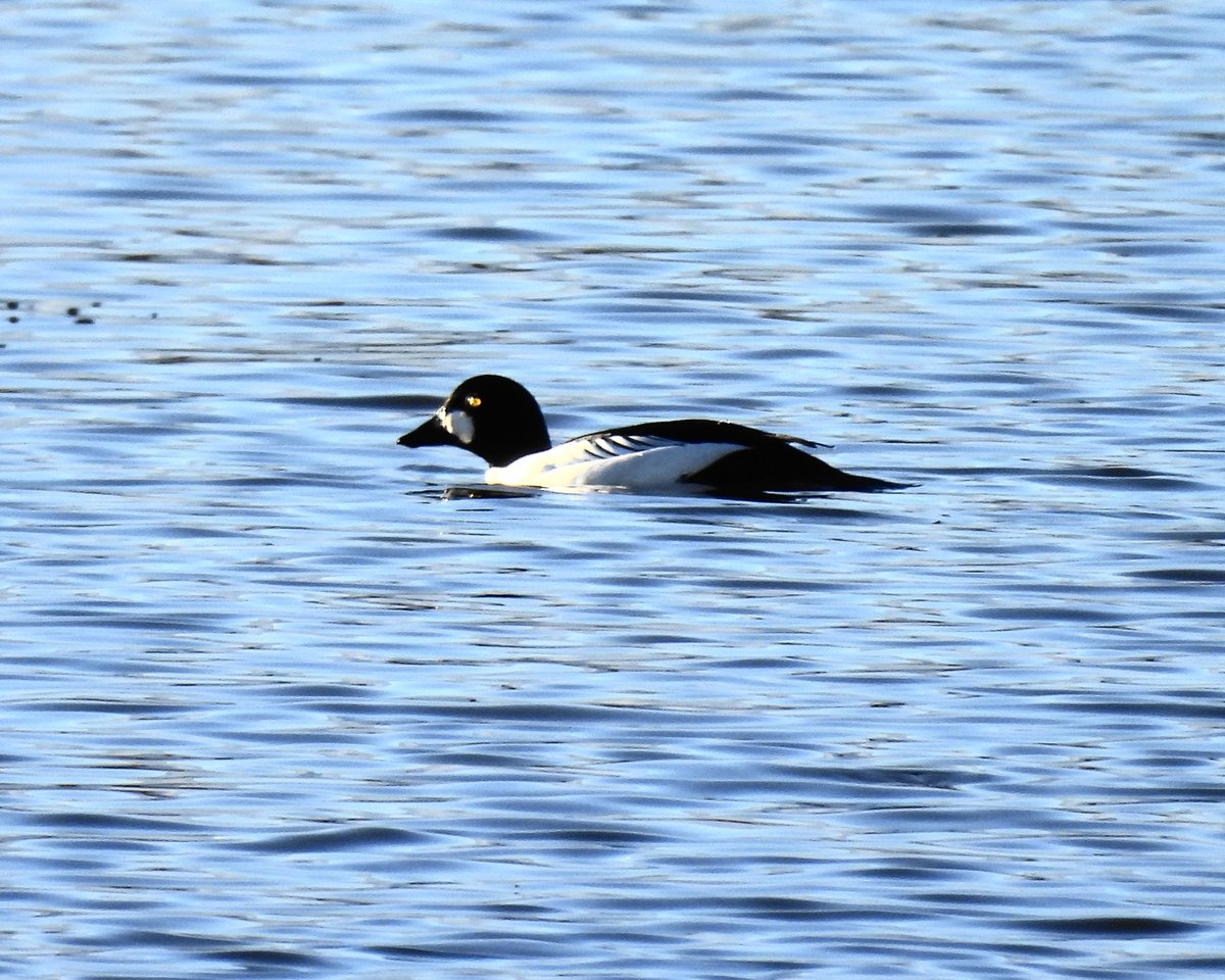 Dave Boult tweet media