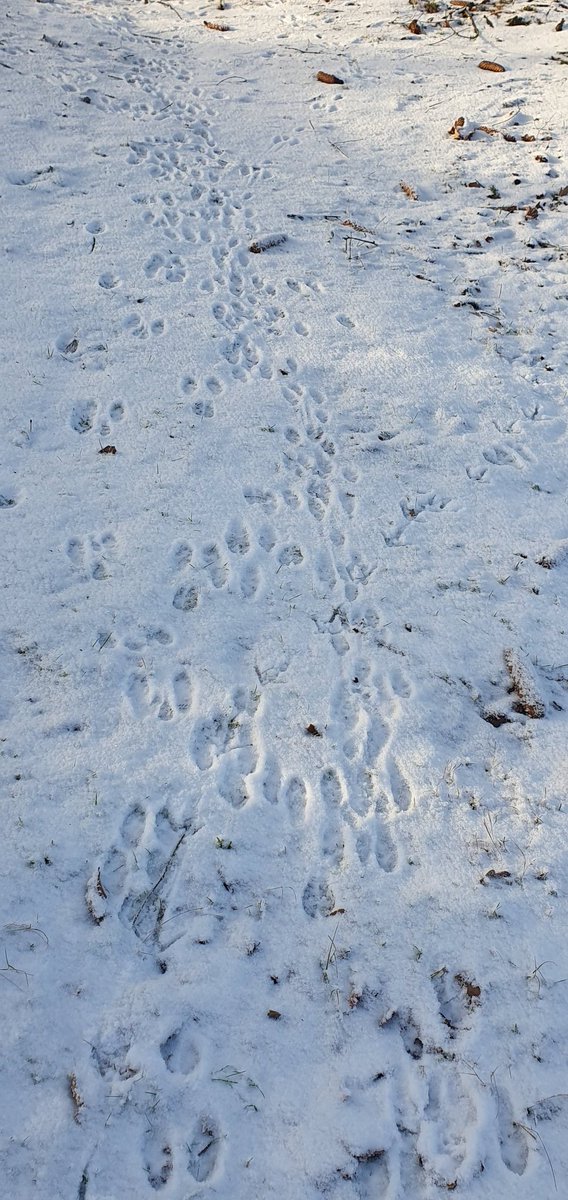 Winter an der Nordsee❄️❄️❄️
Siehst du anhand der Spuren wer bei mir im Wald lebt?
#waldtiere #fährtenlesen #winter #fährte