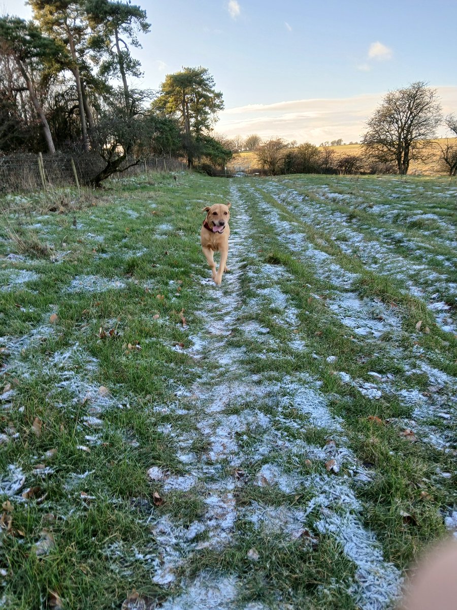 TimWinRN's tweet image. Happy hound out for a 12km walk before the forecast snow arrives!