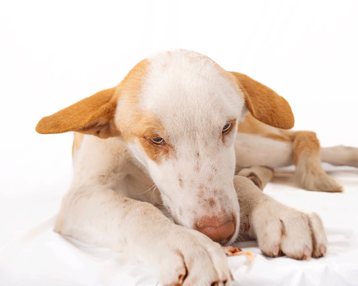 vidaconperros's tweet photo. Zen en adopción. 8 meses. Noble.
Escríbenos a vidaconperros@hotmail.com https://t.co/aJzXqMgeBf