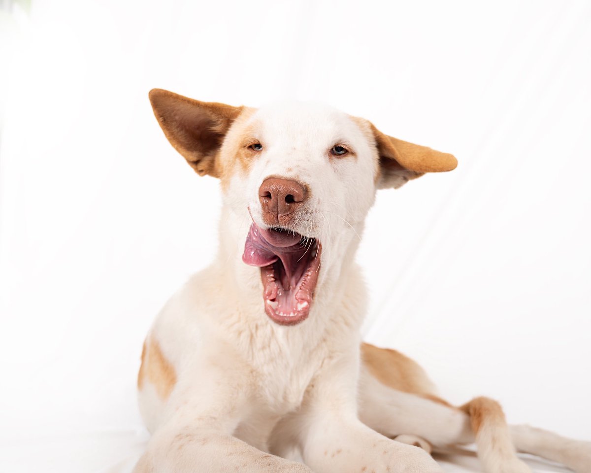 vidaconperros's tweet photo. Zen en adopción. 8 meses. Noble.
Escríbenos a vidaconperros@hotmail.com https://t.co/aJzXqMgeBf