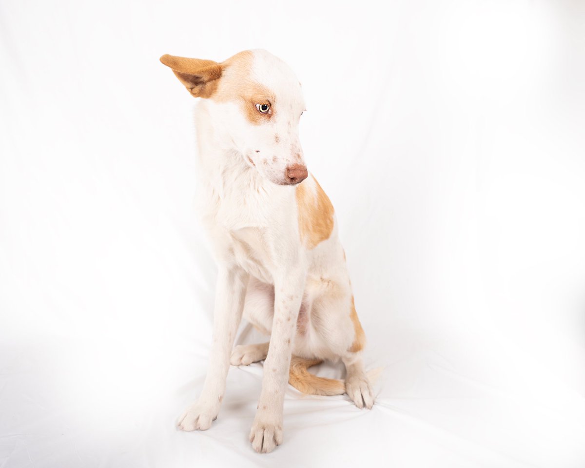 vidaconperros's tweet photo. Zen en adopción. 8 meses. Noble.
Escríbenos a vidaconperros@hotmail.com https://t.co/aJzXqMgeBf