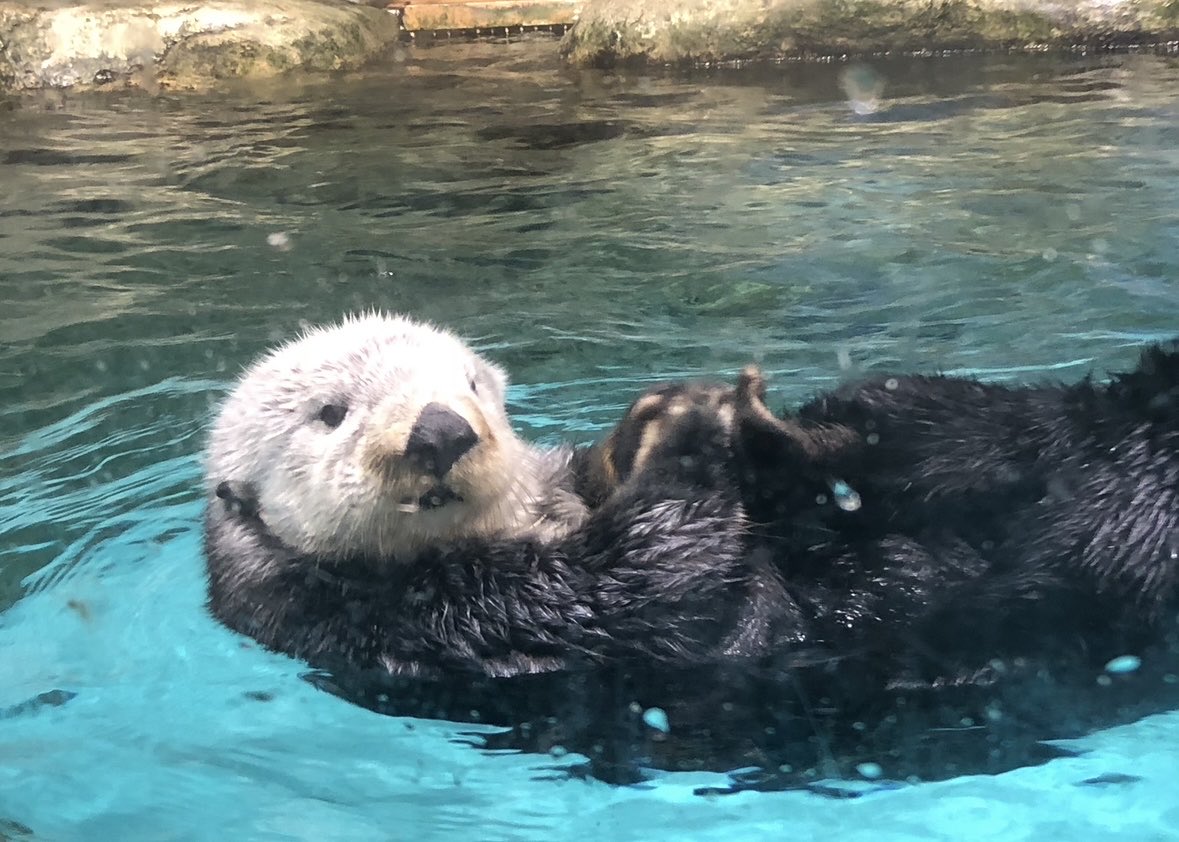 くみたろ (@ki7iro) / Posts / X