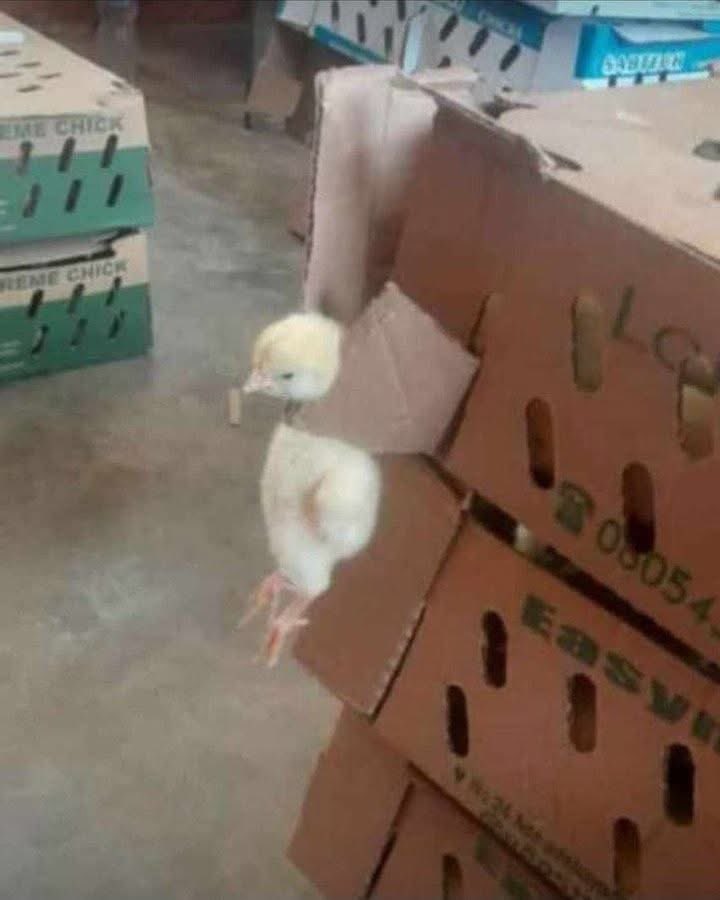 Nashienashe's tweet image. Unenge watiwo wabuda mumatambudziko mhepo dzobva dzakuti mira