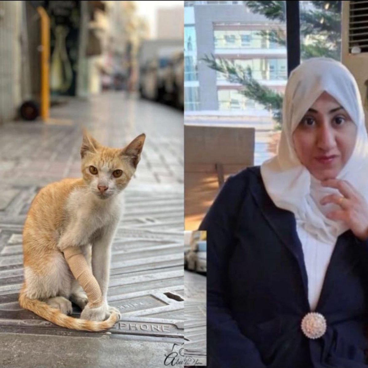 إبداع مصور 

في احد الايام  جذب ناظري  احد الصور على موقع التواصل الاجتماعي   لأحد الأشخاص  حيث تم التقاط هذة الصورة بدقه عالية ، كما انها تحمل معاني  و مشاعر سامية . 
الصورة عبارة عن  احد القطط مصاب  وبيدة رباط جلس  مقابل المصور رافع  يده المصابة  و كأنما هذا القط  يخبر المصور