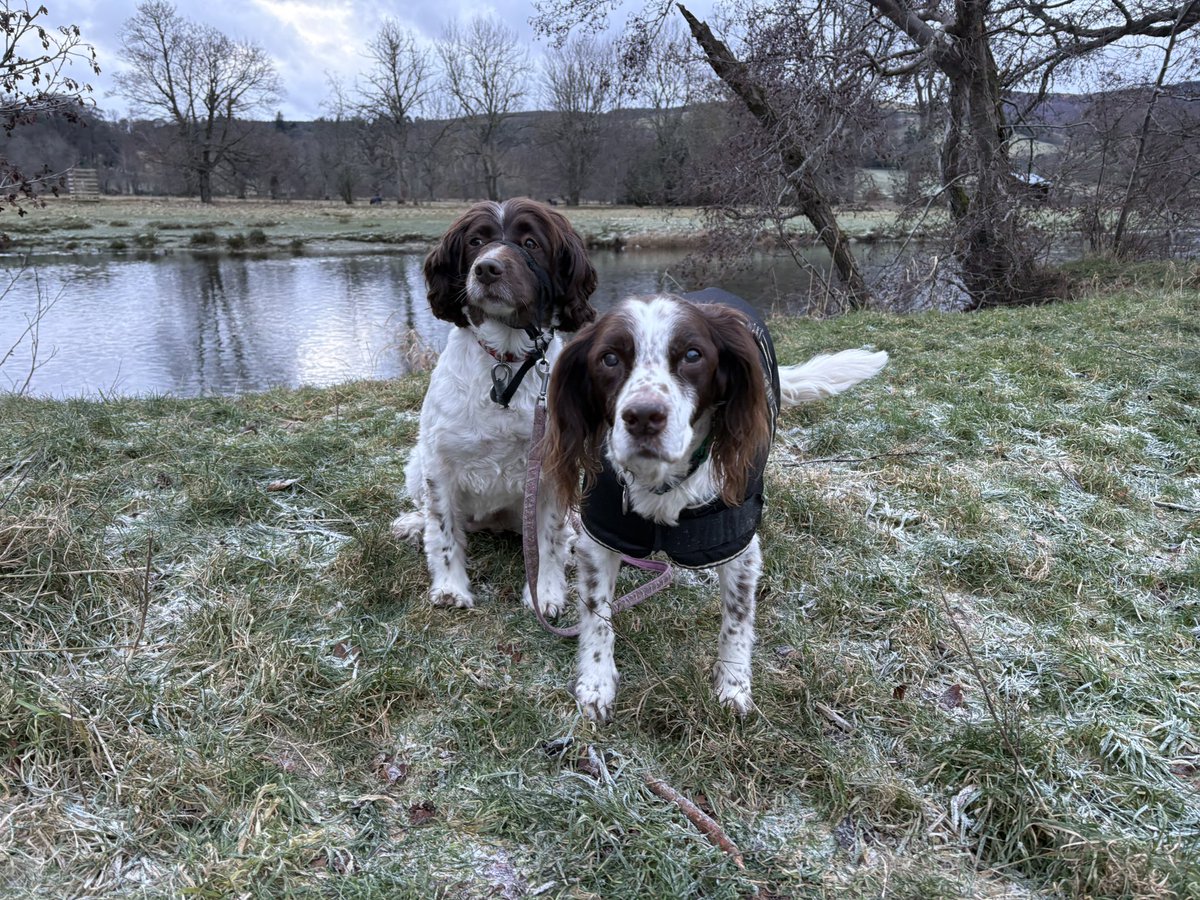 We didn’t venture far today as far too cold for an old boy like Sparky 🥶🐶🐾🐶🐾 #SparkyandNellysWalk