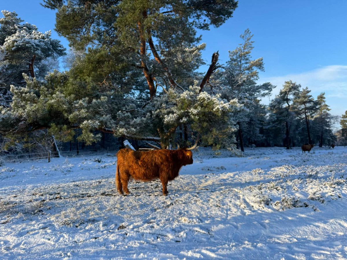 LocoFM's tweet image. 🐂🐂❄️⛄️Foto’s 4 januari 2026
Een pak sneeuw levert altijd mooie plaatjes op.
Foto's: Hennie Kolkman