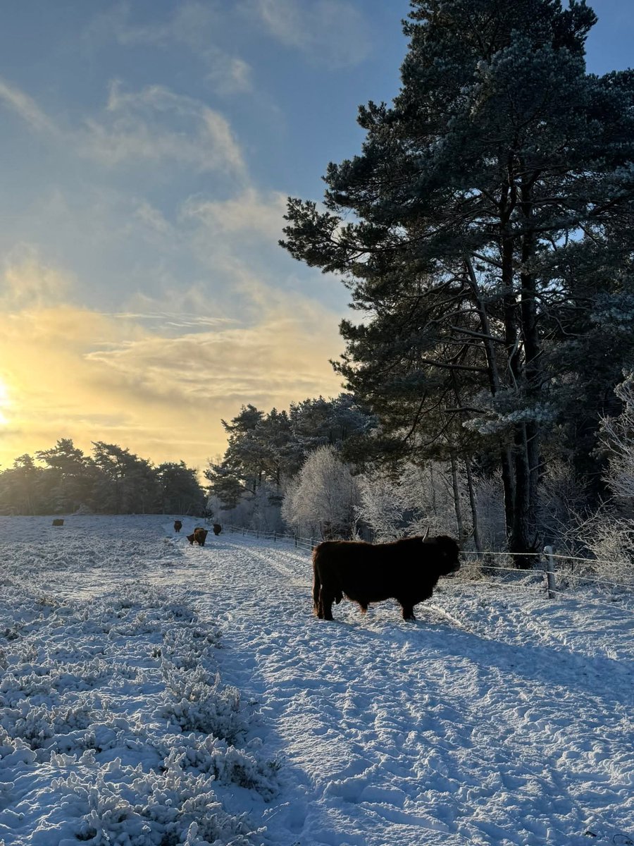 LocoFM's tweet image. 🐂🐂❄️⛄️Foto’s 4 januari 2026
Een pak sneeuw levert altijd mooie plaatjes op.
Foto's: Hennie Kolkman