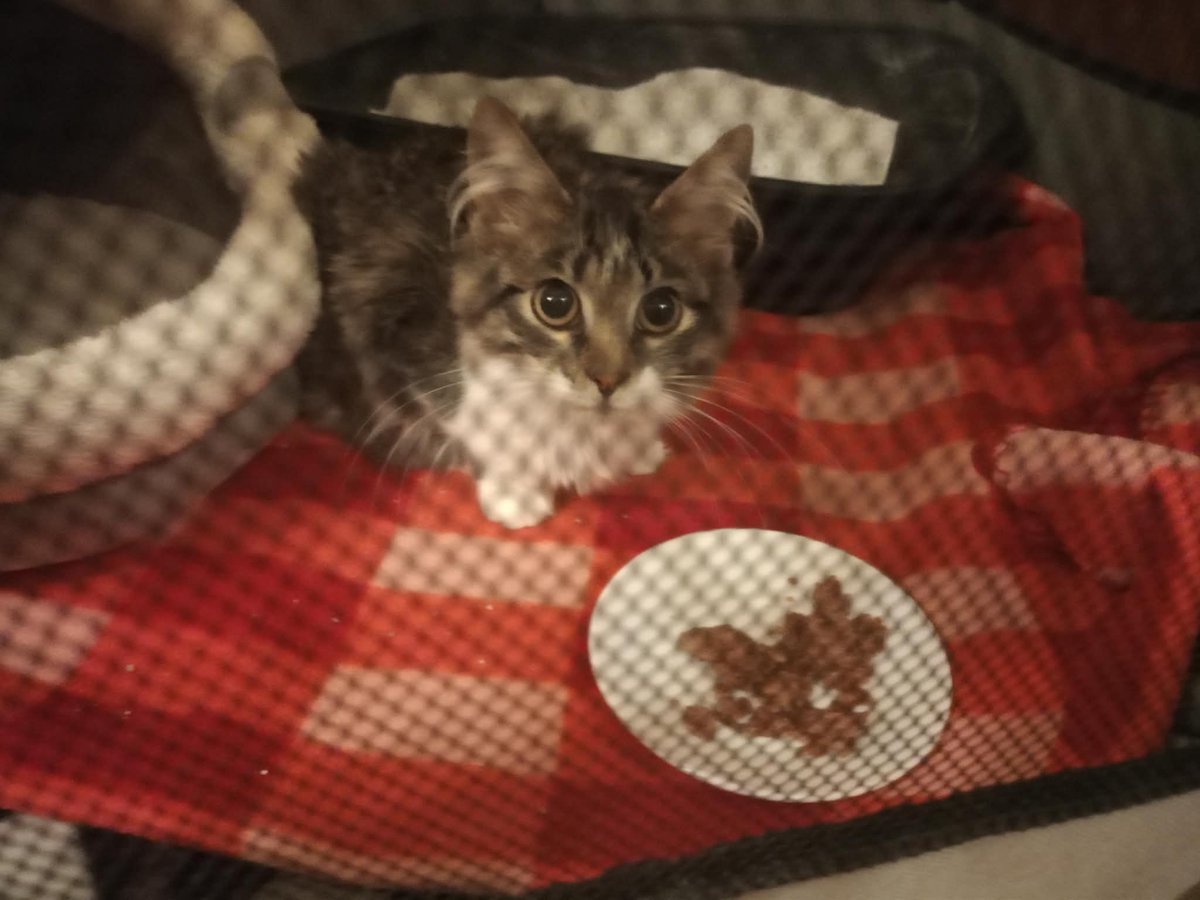 Kubuś jest chory i potrzebuje natychmiastowej pomocy. FIP to choroba śmiertelna bez leczenia. 

Hospitalizacja, leki i badania kosztują tysiące złotych. 

Wspólnie możemy mu pomóc, w pojedynkę jest to niemożliwe...

pomagam.pl/kubawalczy