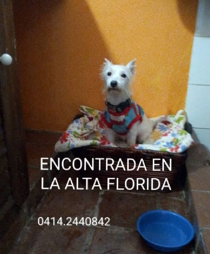 Esta perrita apareció ayer por la avenida Nivaldo en la Alta Florida, lleva un suéter y collar. Ahora está resguardada, por favor Compartan, su familia debe estar buscándola. Caracas