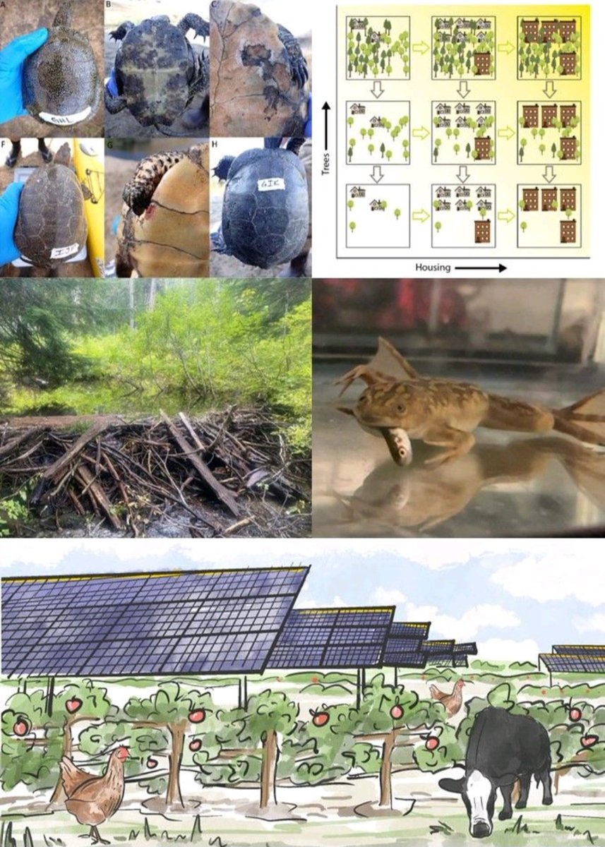 Max Lambert 🦫🦅🦌🐢🐸🏙💦 tweet media