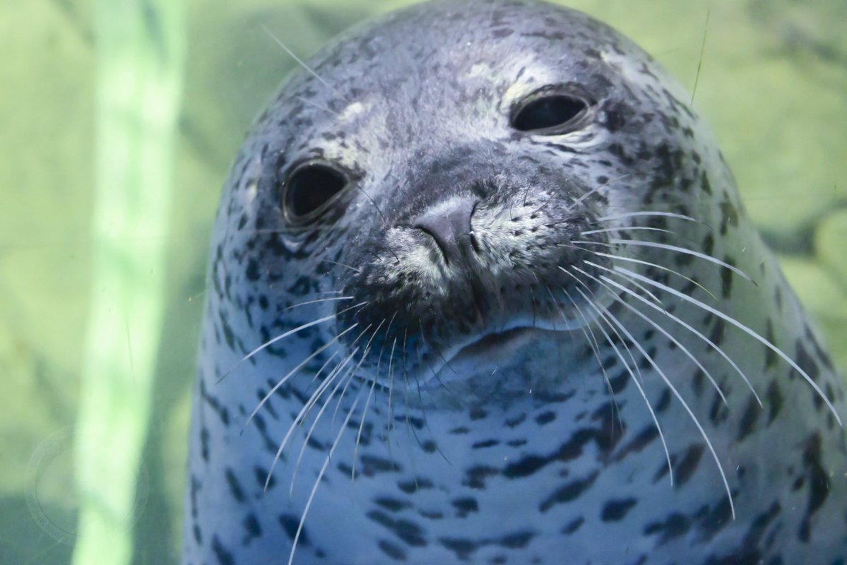 アオイ (@jaoiyazarashi) / Posts / X