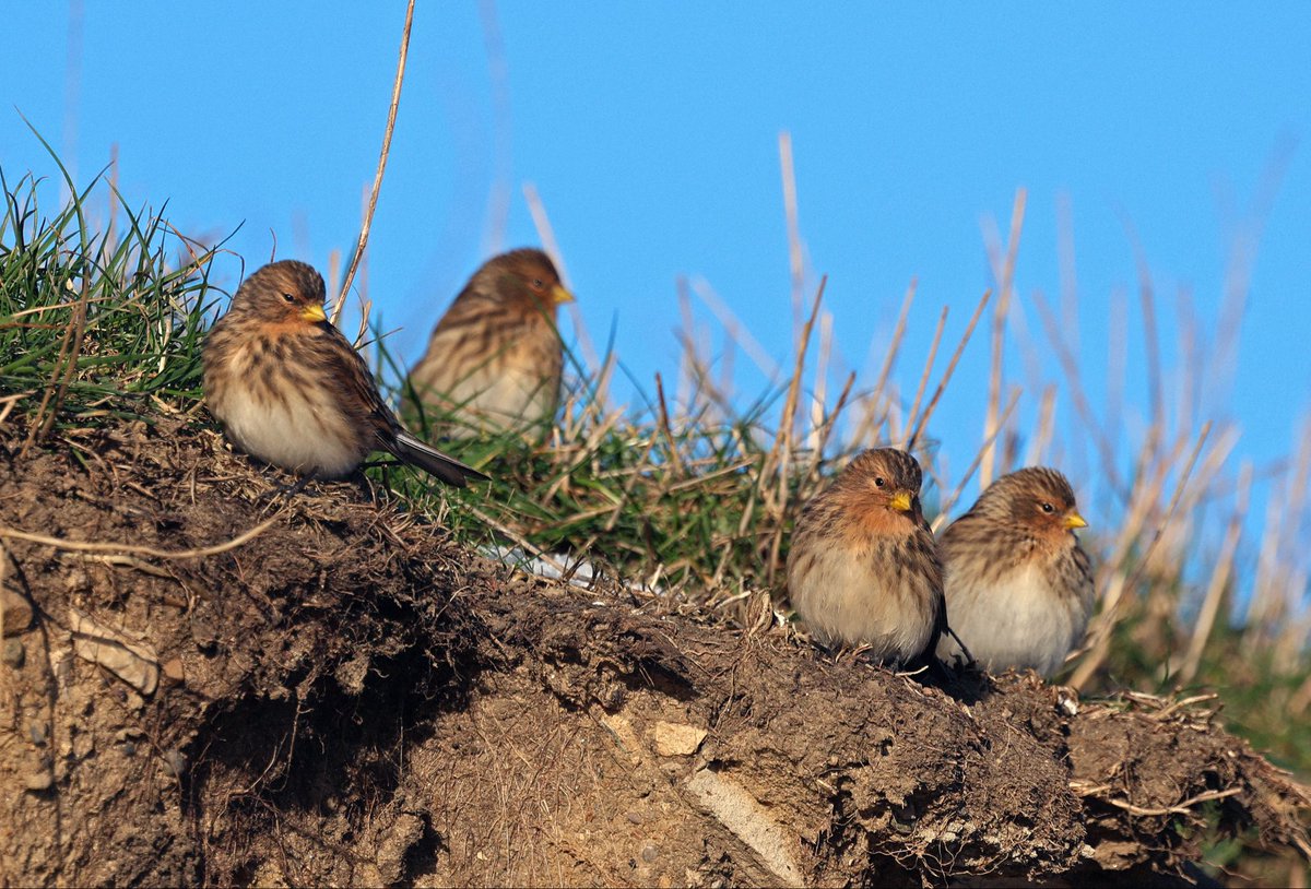 Natural Newbiggin tweet media