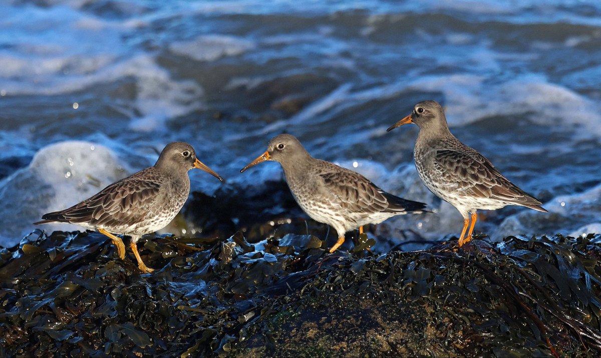 Natural Newbiggin tweet media