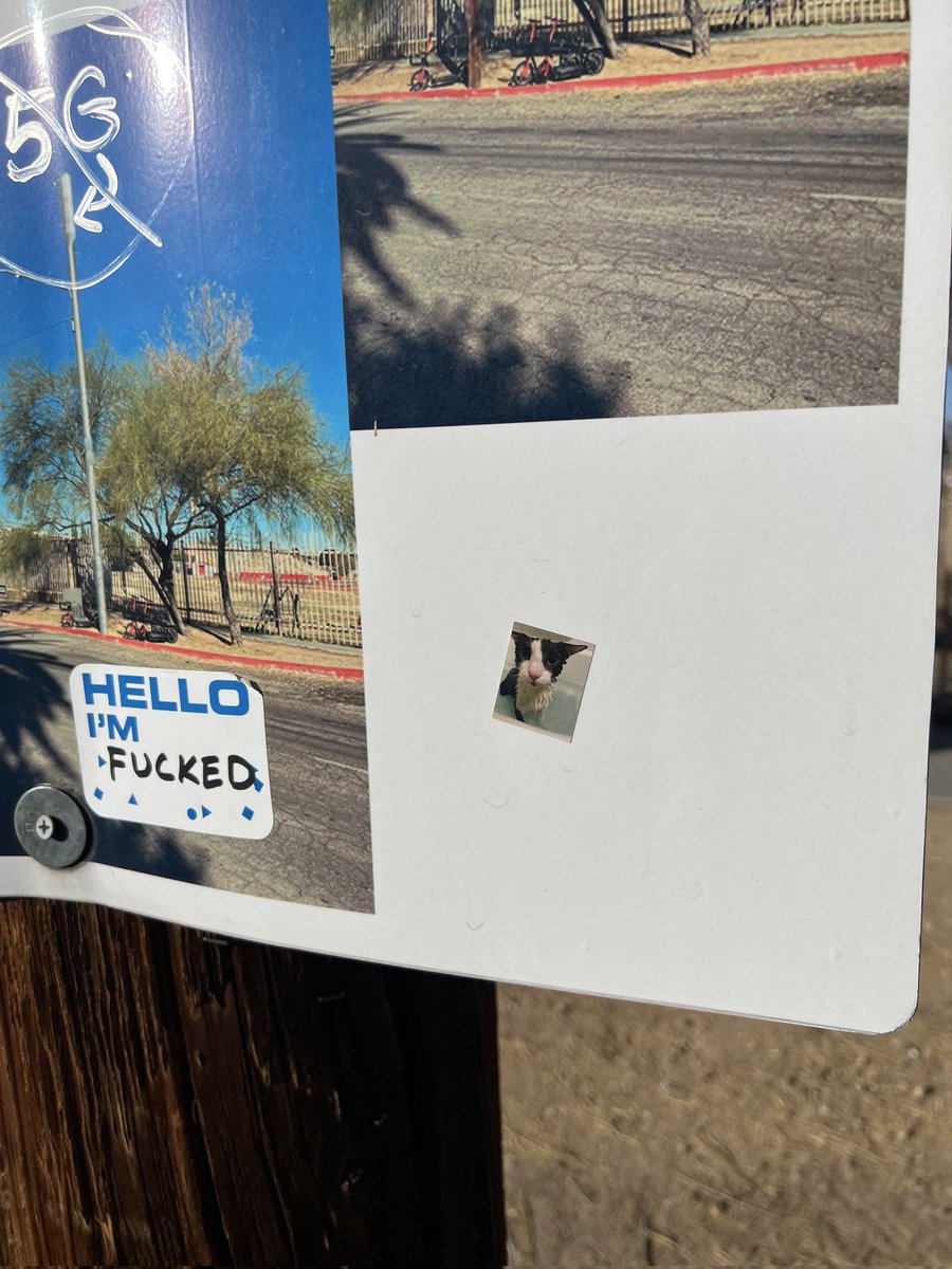 Soggy Cat Propaganda tweet media