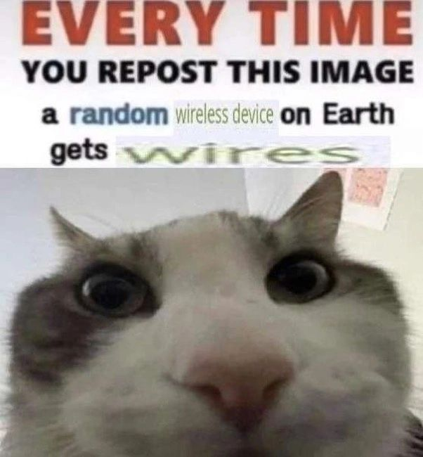 PunchingCat's tweet image. 