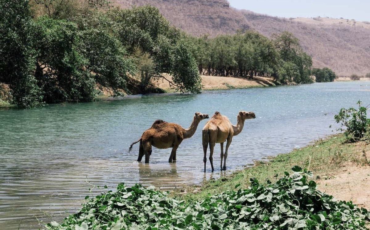 SAUDI POPULAR (@saudipopular) on Twitter photo 