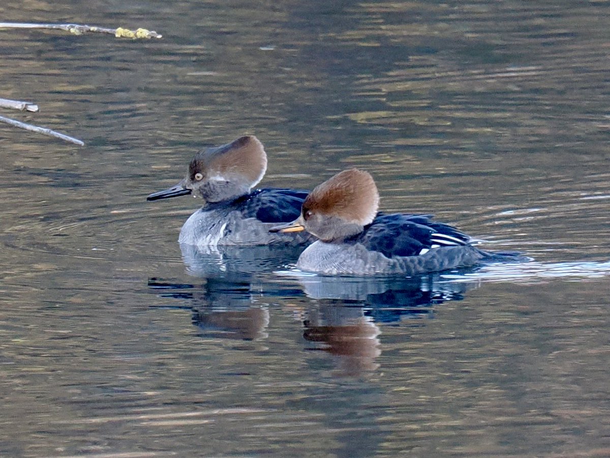 Rob Rackliffe tweet media