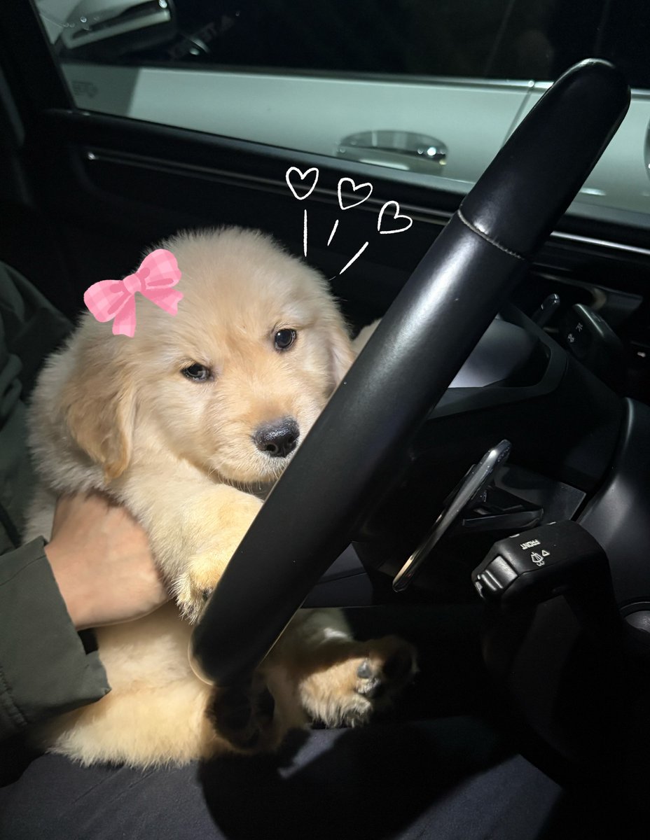 dogs so cute that could save the world (@dogssaveworld) on Twitter photo 