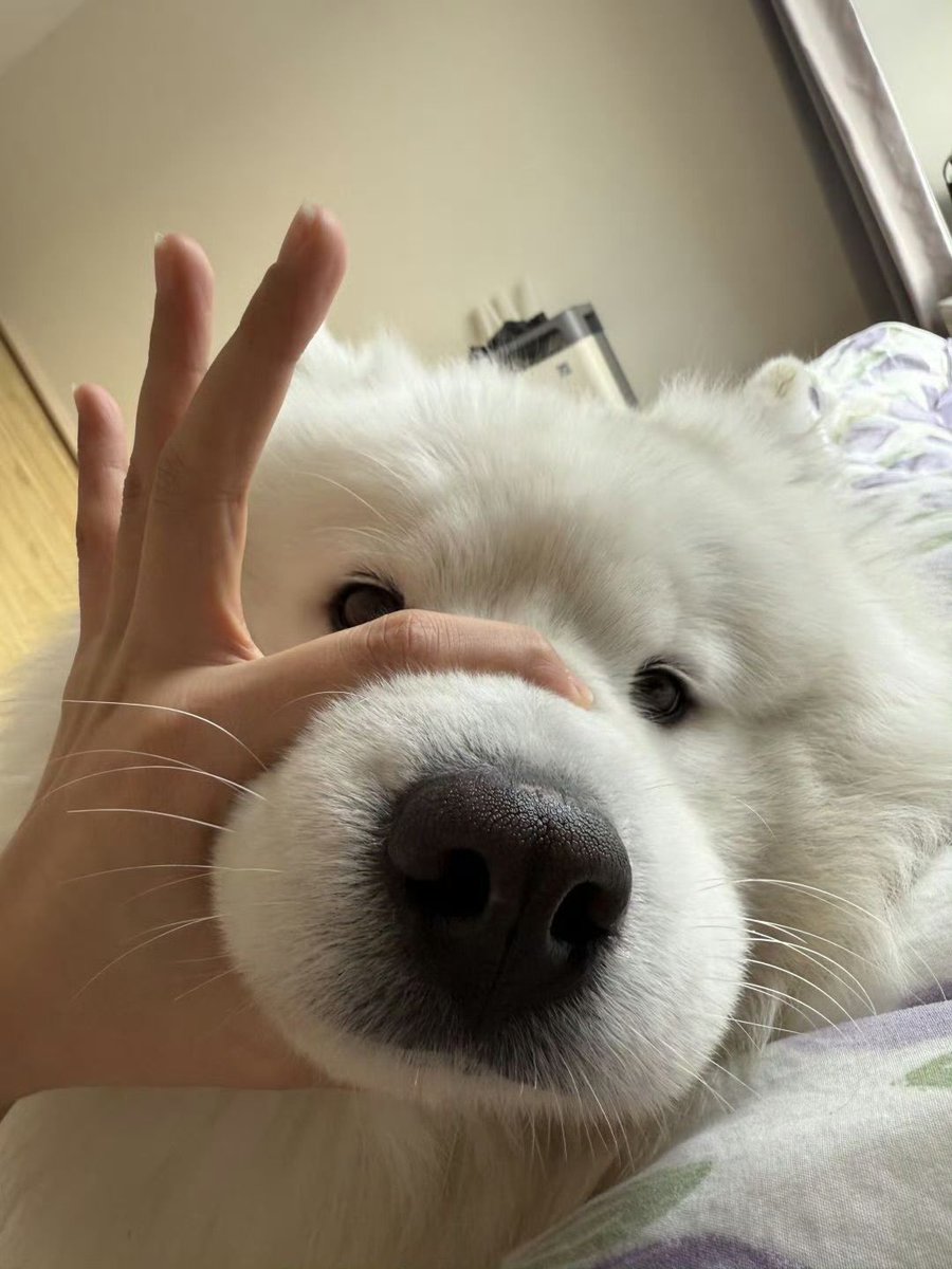 dogssaveworld's tweet photo. https://t.co/cnUF5ss45Z