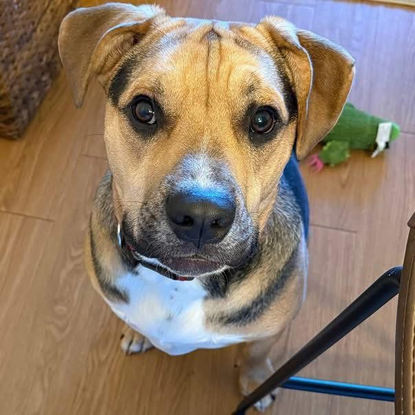 Lucky_Pup_SC's tweet photo. STILL NO APPS FOR THIS GUY 😭
Shrek: 50+lbs, 11 months
Great with dogs &amp; kids! He’s playful, enthusiastic &amp; curious. He thrives on structure &amp; consistency; enjoys morning walks &amp; starting the day with a toy. He’s great on leash, but has the urge to run, play &amp; be active
🧵👇 https://t.co/TfTxghF3sw