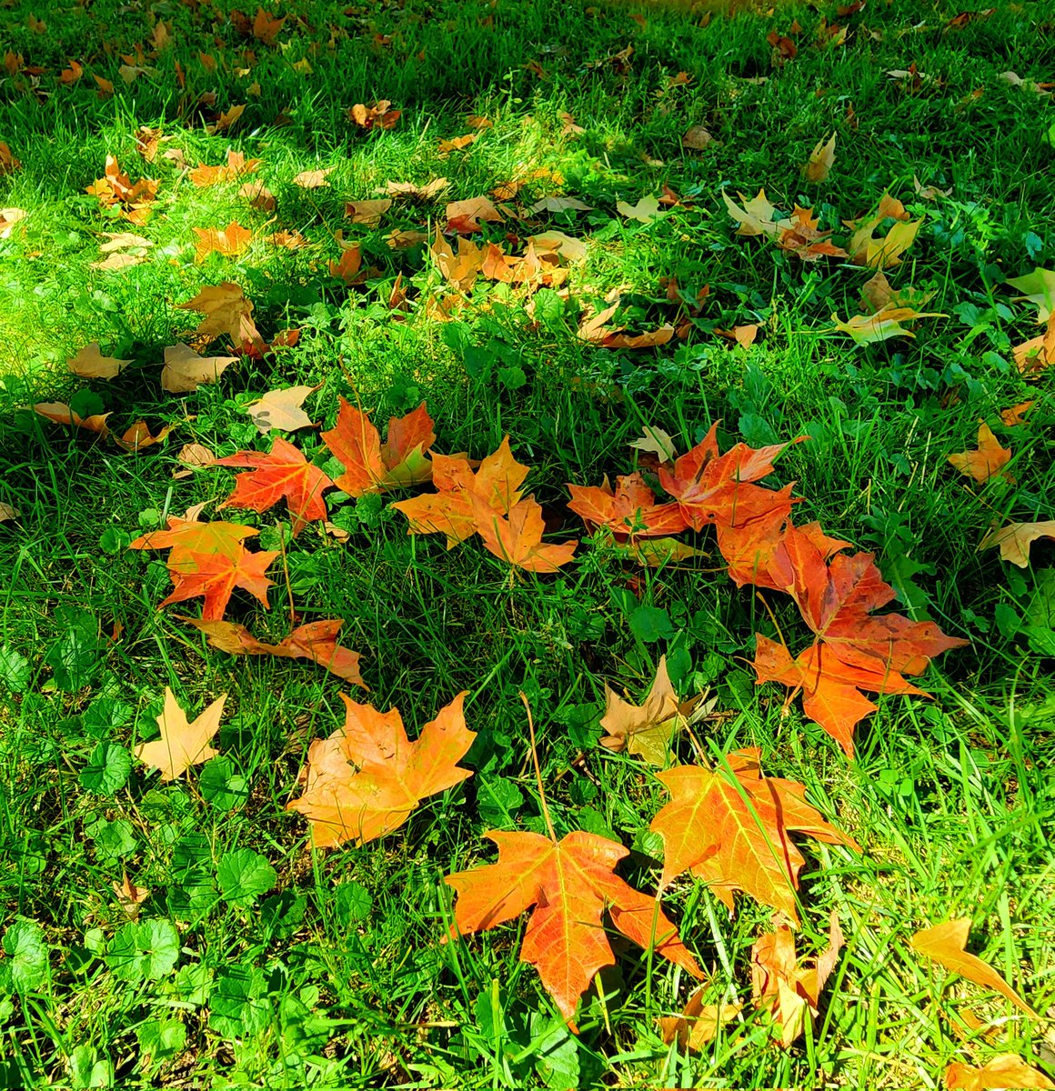 Autumn Memory 🍁🍂