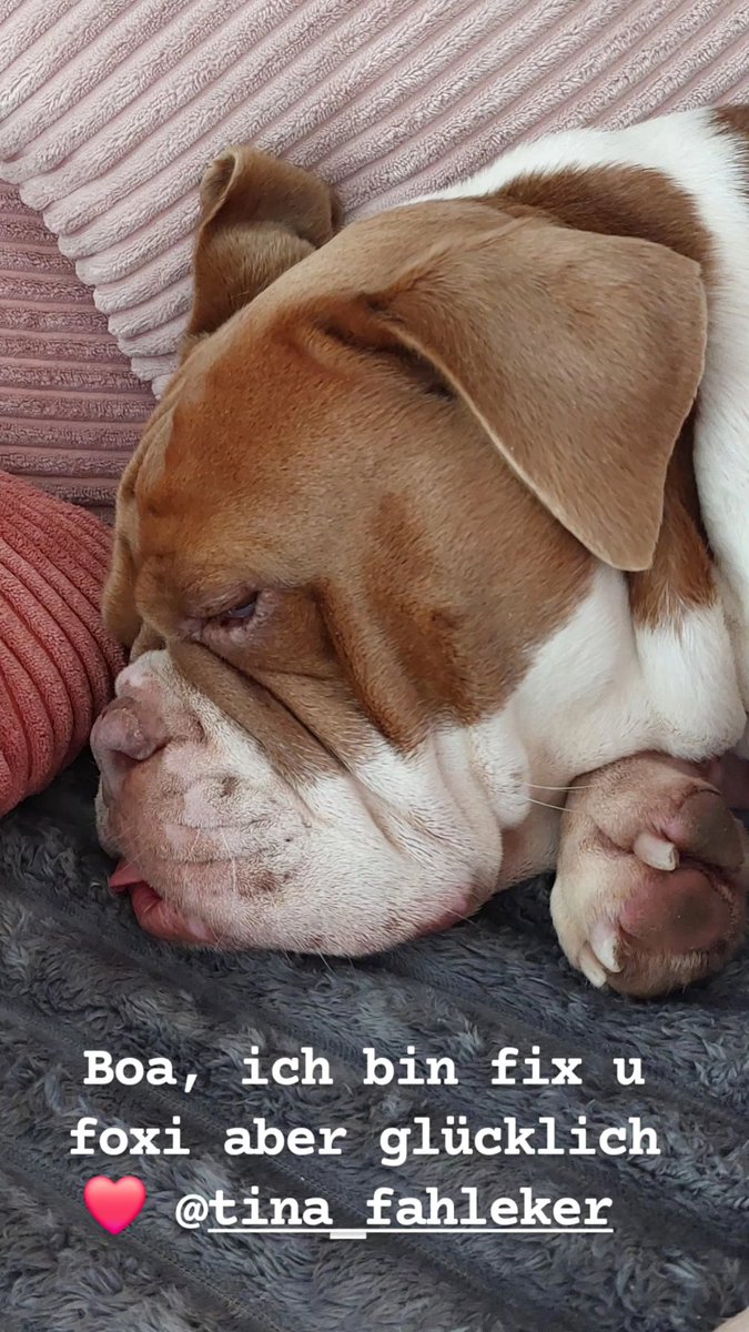 irisA201's tweet image. Herausgefunden,  dass insta-bekanntschaft ganz in der Nähe lebt. 
Heute 1. Treffen mit Moritz, dem Conti  ... knapp 2 u sehr ungestüm,  dem musste ich Bescheid stoßen. Aber dann hatten wir Spaß u konnten ruhig mit den 2beinern Gassi gehen.