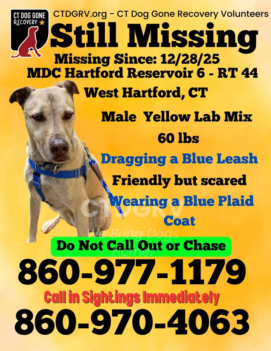 The sweet boy was on the trails with the owners when he spotted a deer and took off
#Lostdog #WestHartford -MDC Hartford reservoir 6
Dragging leash/wearing a blue plaid coat
If seen, please drop a pin/text it to owner/call them immediately
buff.ly/FFIVcri #CT #Connecticut