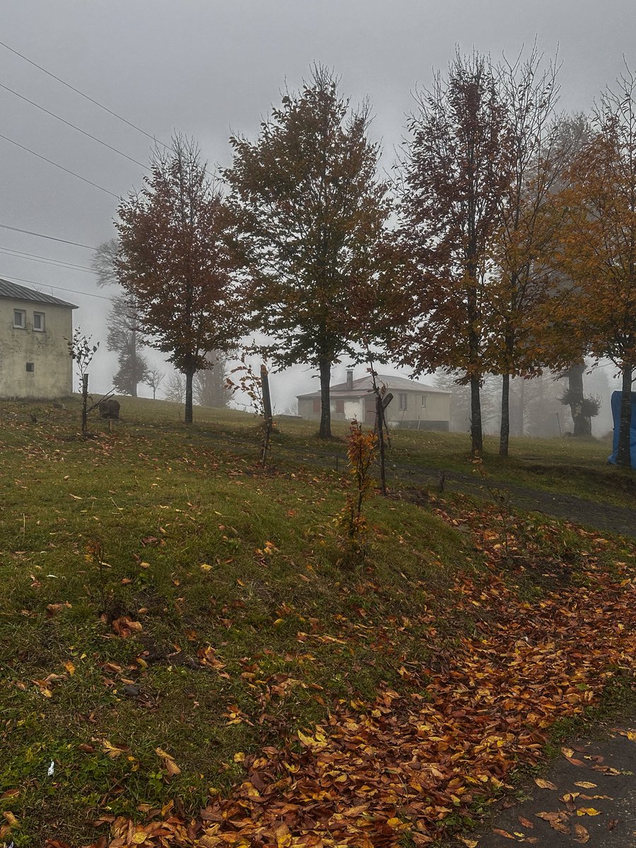 meshari.m tweet media