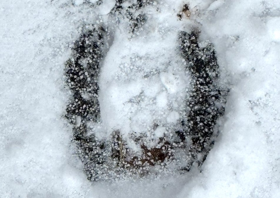 Lucky horse shoe in the snow 🐎