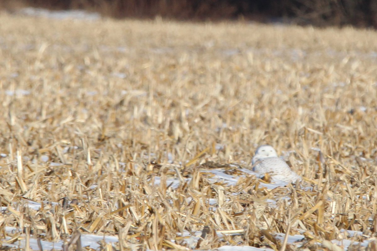 habitual line-stepper tweet media