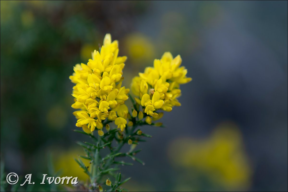 AndresIvorra's tweet image. Ulex parviflorus
Mesa Roldán (Almería) - Enero