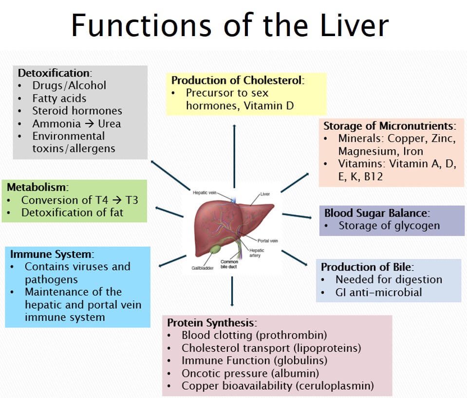 OptimisationLab's tweet image. The liver carries out 500+ essential biological functions ( it’s literally the body’s central biochemical processing plant ) 

Here are the key roles of the liver: 

- Blood glucose regulation 
- Central hub for Detoxification ( Phase I and II ) 
- Hormone clearance and…