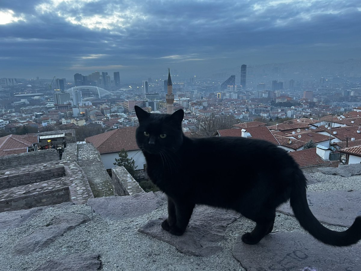 Ankara kalesindən kedili bir “iyi akşamlar”🤗💫🌙