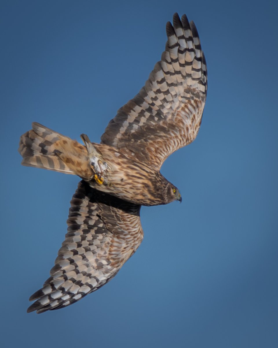 くろちっち (@EFvqGyGwrtj8GER) / Posts / X