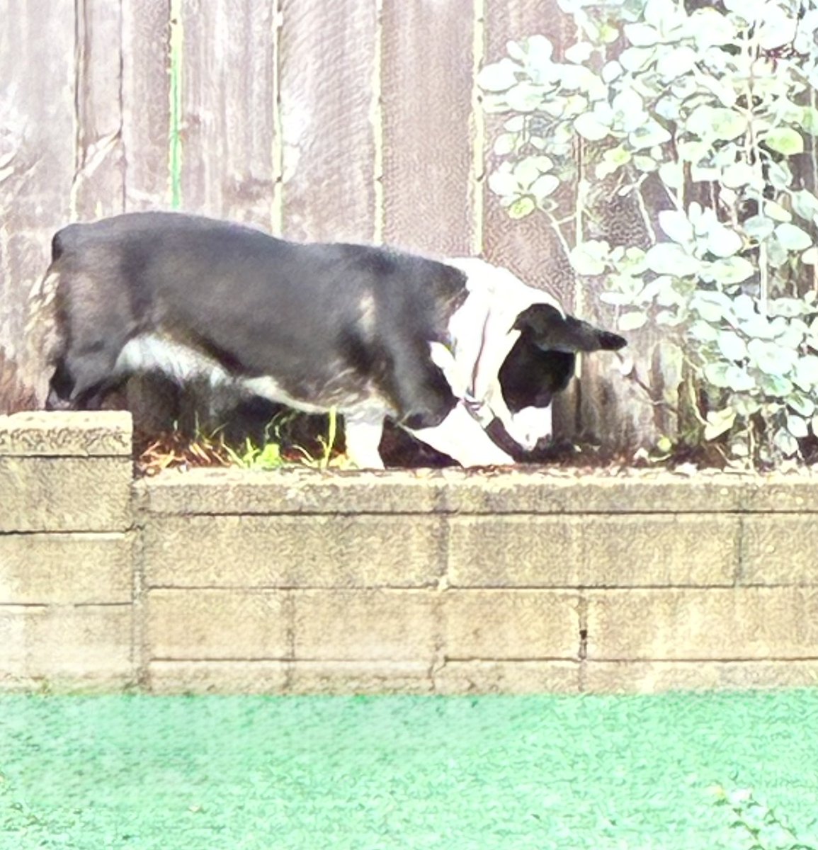 heymrconnor's tweet image. Happy #ScoutSunday to my gardening apprentice.