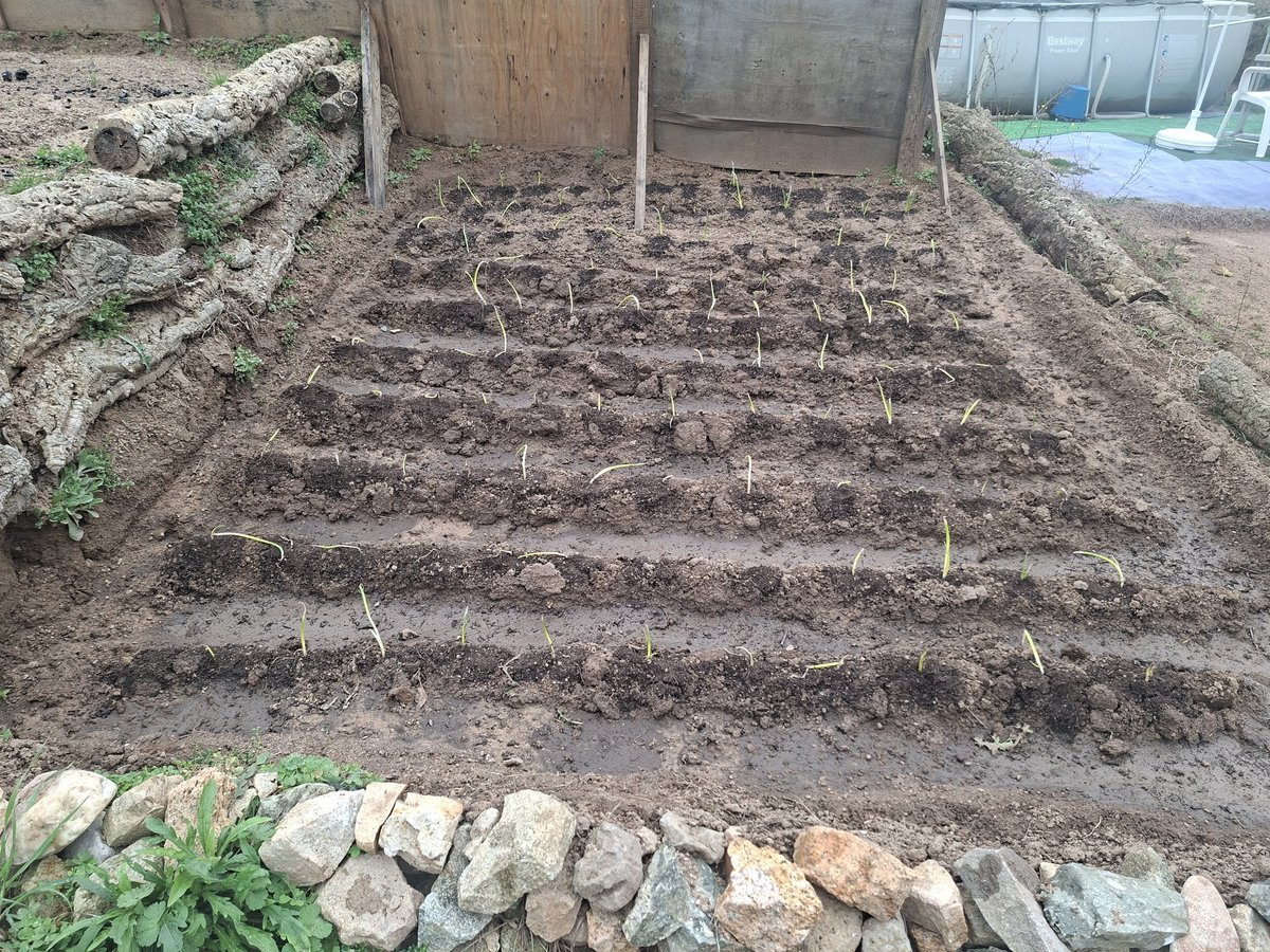 Bon dia boniques!!! Cebes plantades 
 <a href="/miriam_valles/">Míriam Vallès</a> <a href="/lidiaestaaldia/">Lidia C.P. 🌠🎭</a> <a href="/MnicaRebullCome/">Mònica Encentcinquanta5tada🤕</a> <a href="/Rous_si/">Rous_si</a> <a href="/CarrilloCarme1/">Carme Carrillo</a> <a href="/royo1_royo/">M. Royo 🖤🇧🇪🇳🇱#NoSurrender #JoAcuso</a> <a href="/GRANOTA15/">GRANOTA 🐸</a> <a href="/carmealdana/">Carme Aldana</a> <a href="/larutinera/">Rutinera</a> <a href="/Rosampl2/">Rosampl</a> <a href="/Robustiana2023/">Robustiana</a> <a href="/Esteltena/">Estel Janssen. 👊🏻 Jo soc APÀTRIDA</a> <a href="/Desa182/">🌸 Desa 🌸</a> <a href="/IigoCarme/">Carme Iñigo Gustems</a> <a href="/VDVips/">𝓥𝓲𝓹𝓼✊🏻</a> <a href="/DotqSilvia/">Silvia Dotq😊😊🤩</a> <a href="/Anna77548272/">Anna</a>