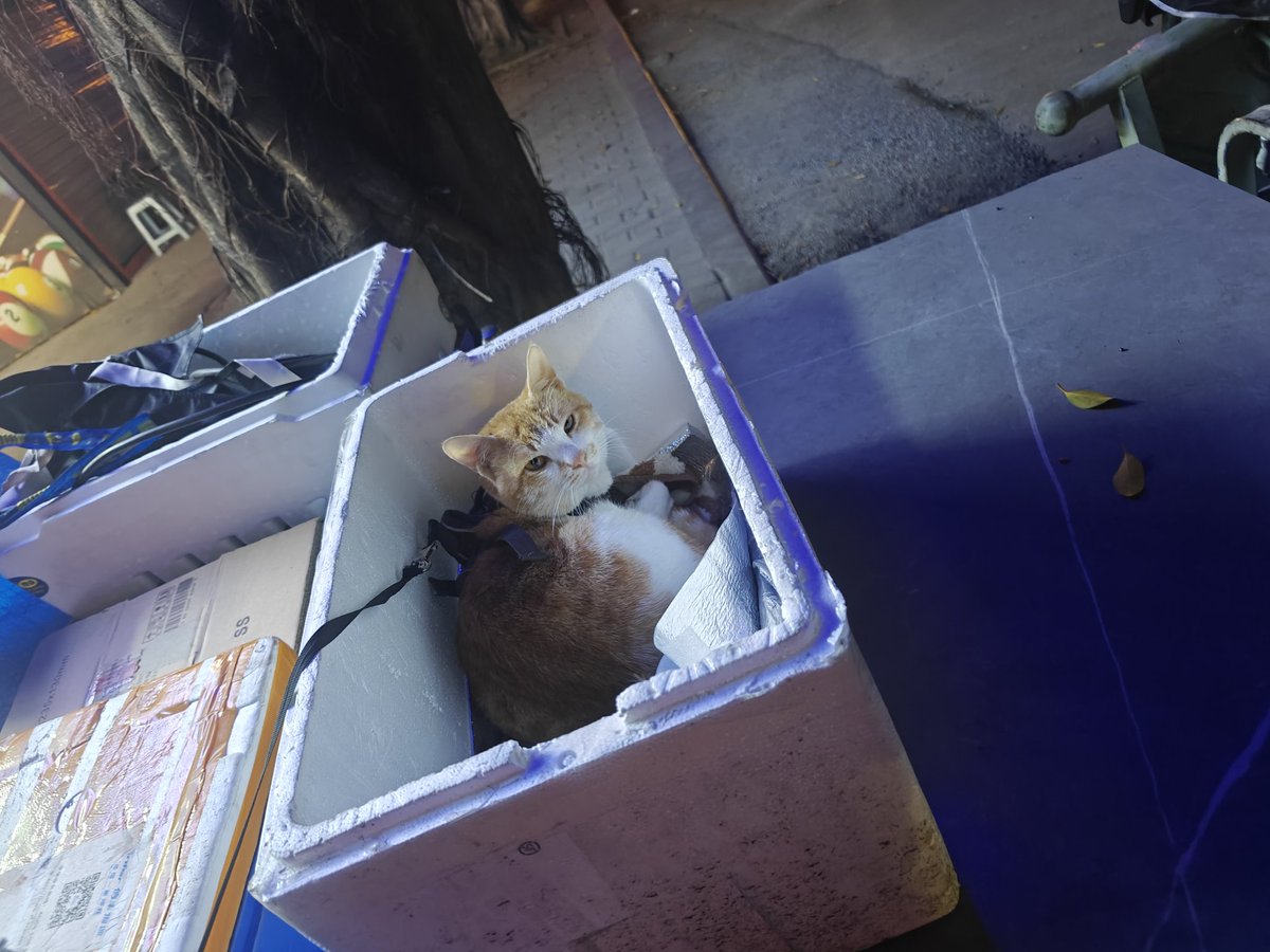 最近好无聊 直到我发现更新完系统后我的官方笔记和文件助手全部消失
然后找了半天也没找回来 Realme UI给我道歉
虽然确实很流畅）