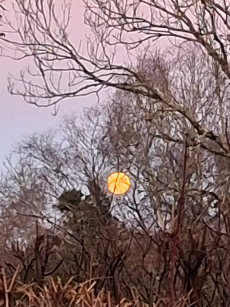 sueelawrence's tweet photo. @helen21206699 I took a similar photo. It was still quite light and I didn't realise initially it was the moon rising. It was spectacular. https://t.co/jbzz9qhpF1