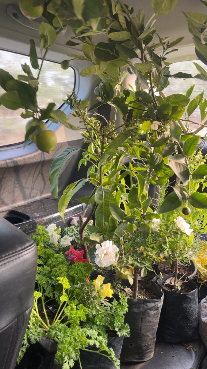 Went to a nursery today, the owner was so impressed w my aeroponics journey