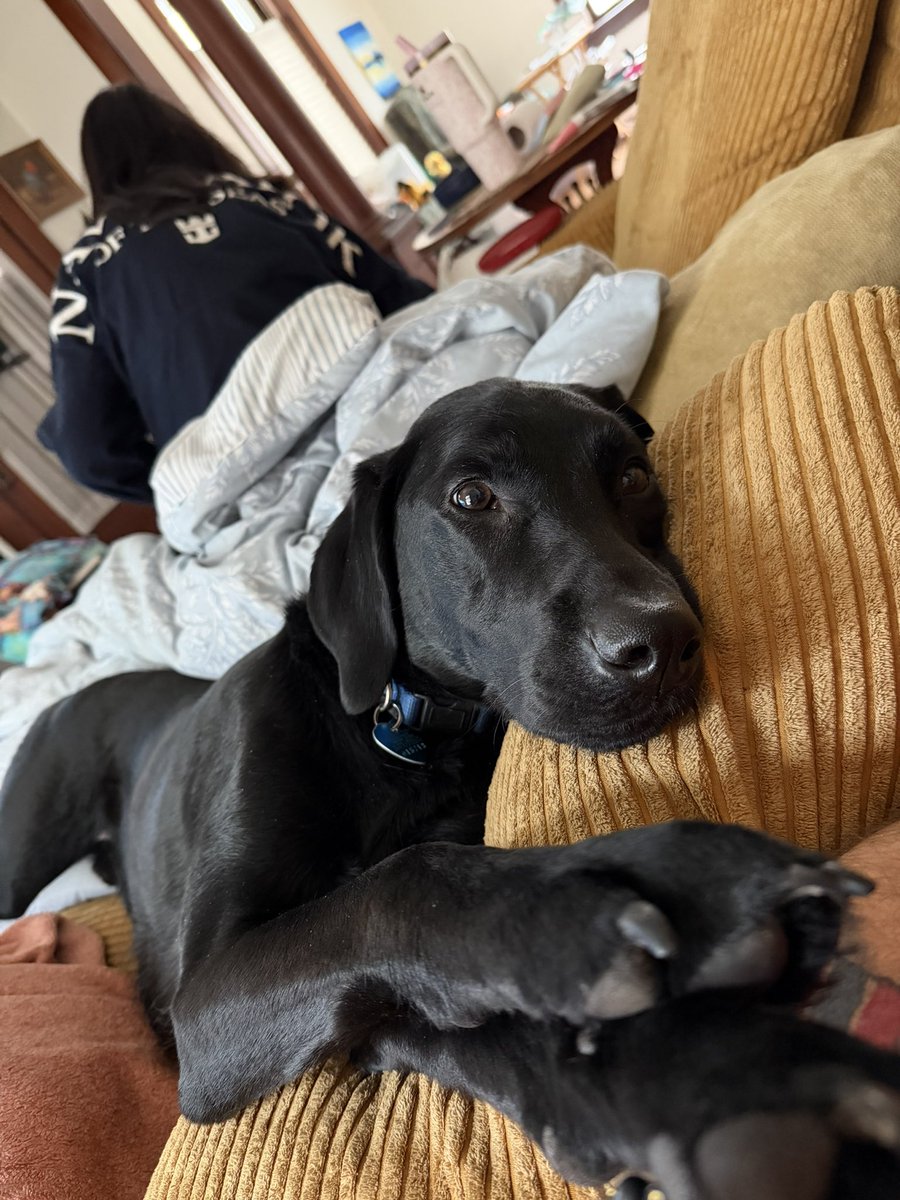 Patiently waiting for dinners.