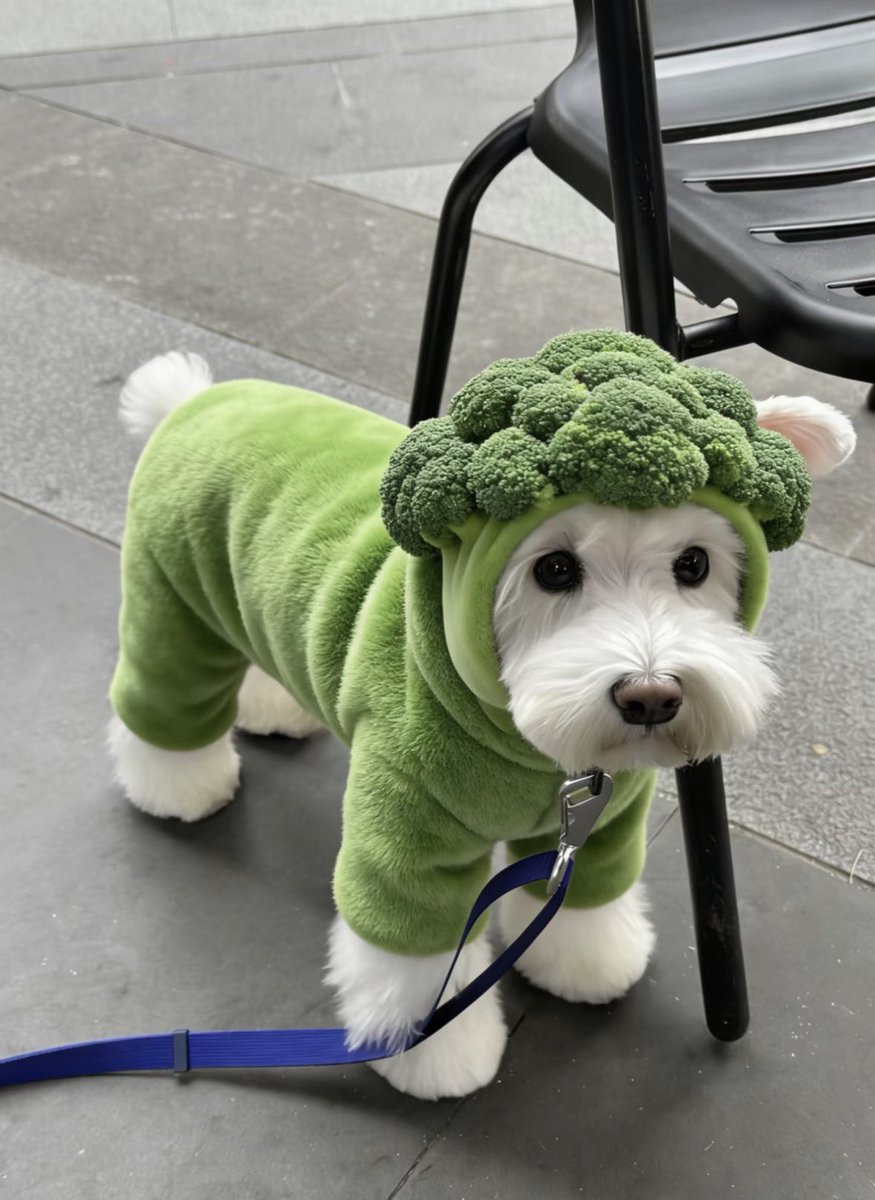 💖 (@twaniimals) on Twitter photo 