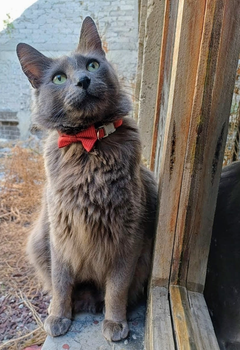 Ari_Arciniega6's tweet photo. Él de aproximadamente 3 años Maravillosamente hermoso 🐈 de talla grande , Muy sano , cariñoso y deseoso de encontrar 1 humano quien decida adoptarle Responsablemente Mayores informes 👇 CDMX 🐾 https://t.co/zLohT23qQE