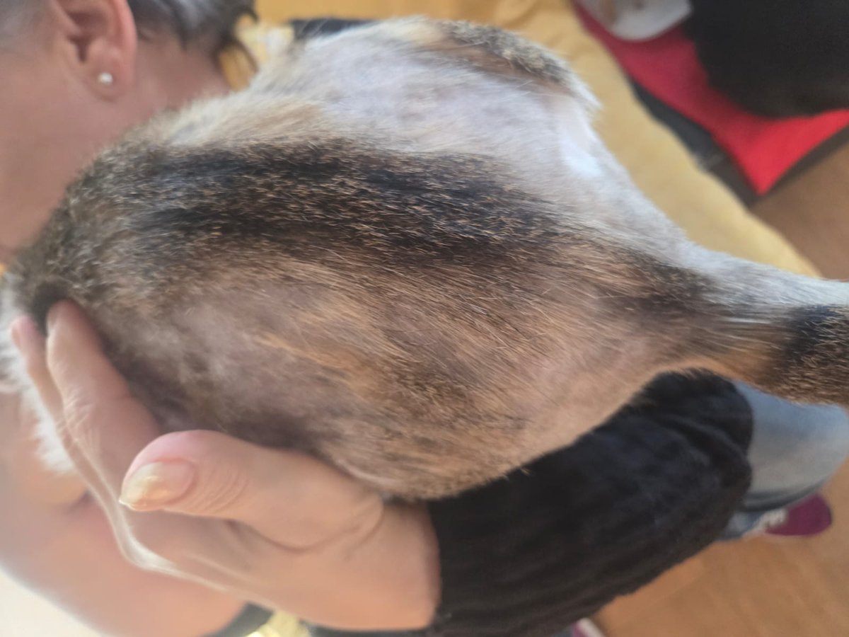 Coloniasmarconi's tweet image. baraka salga cuanto antes.. es positivo a inmuno y esta en Madrid porfavor necesitamos muchísima difusión ayudanos 🙏🏻🙏🏻🙏🏻🙏🏻🙏🏻🙏🏻650238702