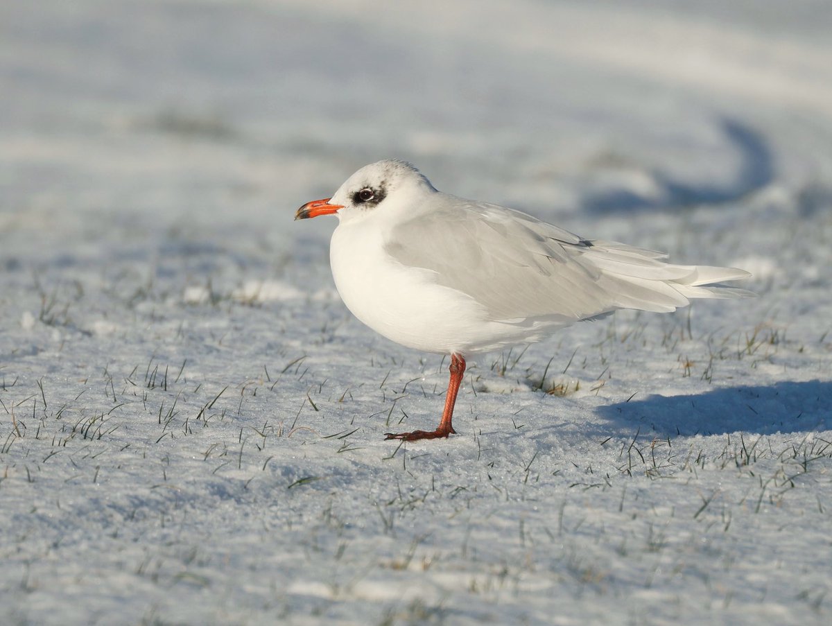 Steve Davis tweet media