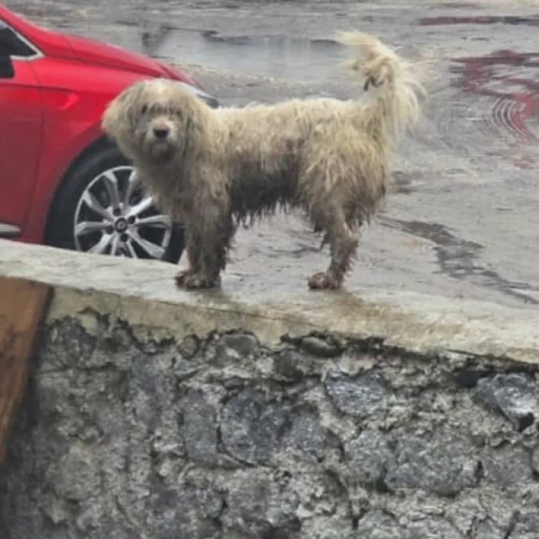 BERGAMA İZMİR! SOKAĞA ATILMIŞ!!! Hevesle alınıp sonra yok sayılan, unutulan bir can.. sokakta yaşamaya alışık değil, kendini yağmurdan korumayı bile bilmiyor. İzmir Bergama  

İnstagram @kadrajimdanhayatlar